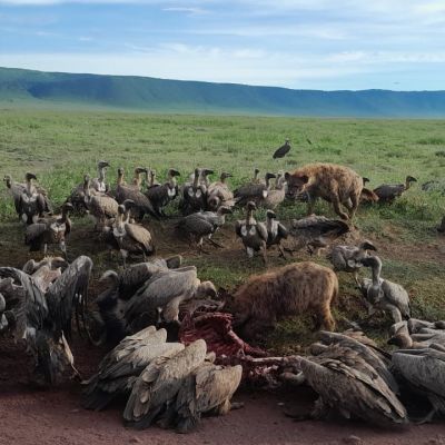 Vultures